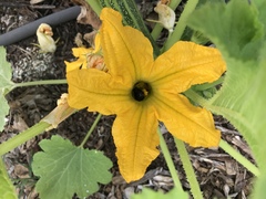 Xylocopa