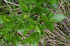 Salix glabra