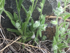 Cryptantha affinis