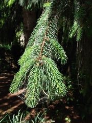 Picea abies