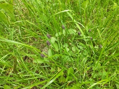 Prunella vulgaris