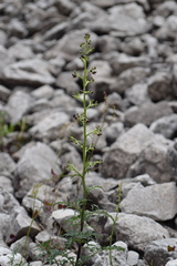Scrophularia juratensis