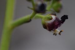 Scrophularia juratensis