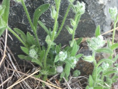 Cryptantha affinis