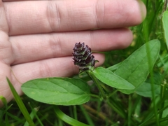 Prunella vulgaris