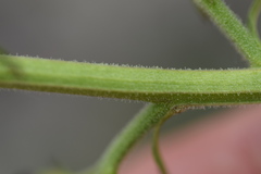 Scrophularia juratensis