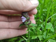 Prunella vulgaris