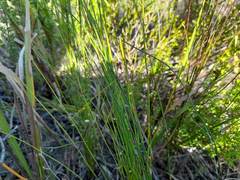 Elegia microcarpa