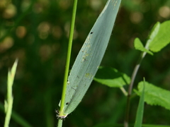 Anthoxanthum amarum