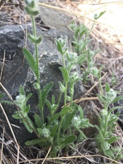 Cryptantha affinis