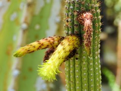 Cleistocactus viridiflorus