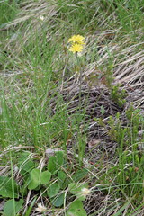 Crepis froelichiana froelichiana