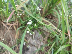 Galium uliginosum