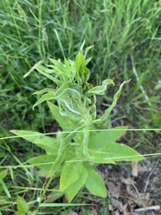 Angiospermae