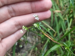 Galium uliginosum