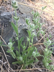 Cryptantha affinis