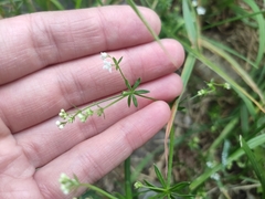 Galium uliginosum