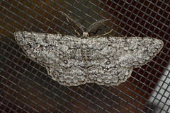 Hypomecis umbrosaria