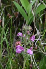 Pedicularis gyroflexa