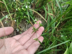 Galium uliginosum