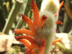 Cleistocactus brookeae