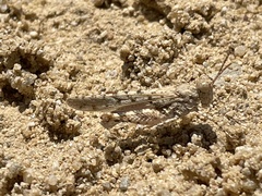 Cibolacris samalayucae