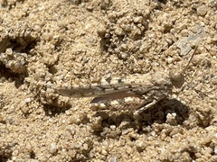 Cibolacris samalayucae