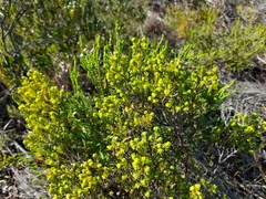 Erica glumiflora