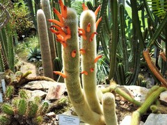 Cleistocactus brookeae