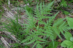 Molopospermum peloponnesiacum