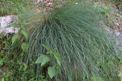 Festuca alpestris