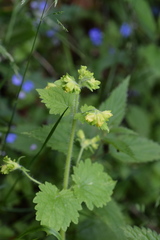 Scrophularia vernalis