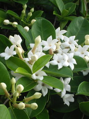 Stephanotis floribunda