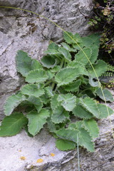 Campanula elatinoides