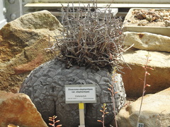 Dioscorea elephantipes