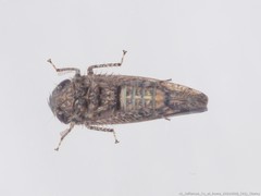 Paraphlepsius tennessus