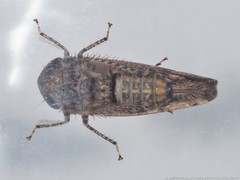 Paraphlepsius tennessus