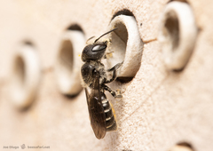 Protosmia rubifloris