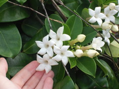 Stephanotis floribunda
