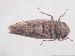 Paraphlepsius tennessus
