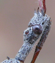 Nagusta
