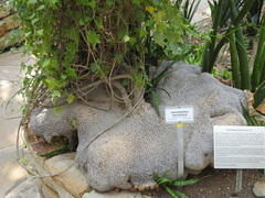 Gerrardanthus macrorhizus