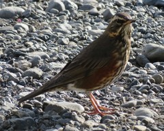 Turdus iliacus coburni