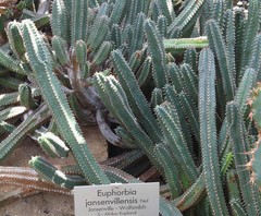 Euphorbia jansenvillensis
