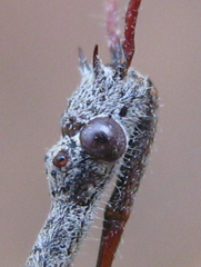 Nagusta
