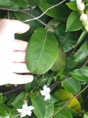 Stephanotis floribunda