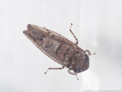 Paraphlepsius tennessus