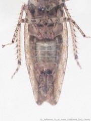 Paraphlepsius tennessus