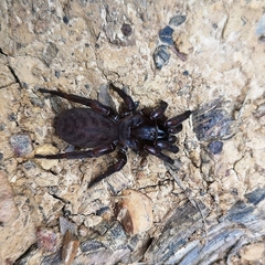 Segestria florentina