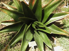 Gasteria excelsa